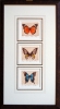 Butterfly Triptych