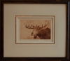 Moose At Willow Creek