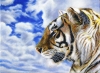 Tiger in The Sky